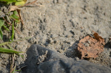 vue proche roche et feuilles