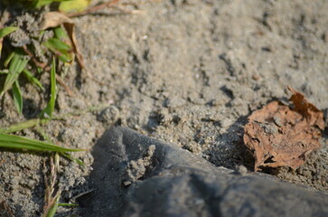 vue proche roche et feuilles