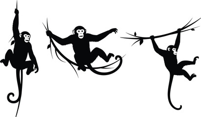 Monkey, silhouette, jungle, wildlife, swinging, hanging, branch, vine, tropical, forest, animal, nature, playful, primate, tree, canopy, motion, exotic, mammal, adventure © KRISNARANI