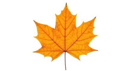 Single orange maple leaf autumn foliage 22.