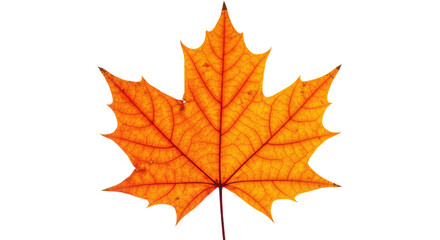 Obraz premium Single orange maple leaf autumn foliage 24.