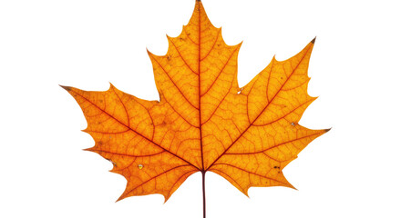 Single orange maple leaf autumn foliage 27.