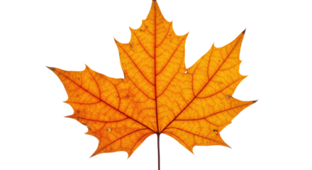 Single orange maple leaf autumn foliage 27.