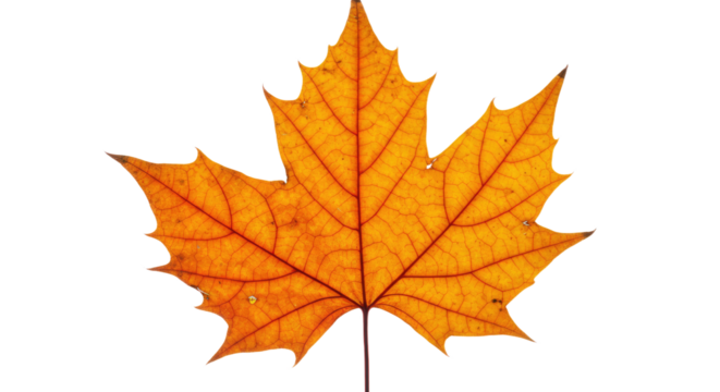 Single orange maple leaf autumn foliage 27.