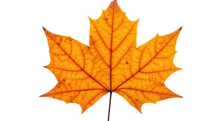 Obraz premium Single orange maple leaf autumn foliage 32.