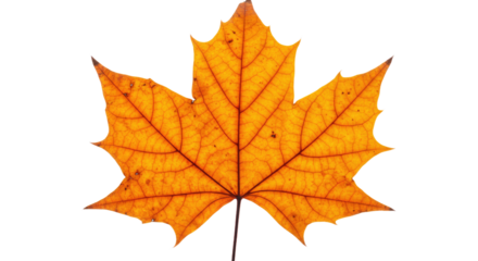 Single orange maple leaf autumn foliage 32.