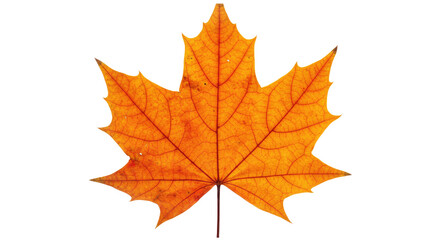 Single orange maple leaf autumn foliage 36.