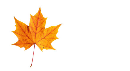 Fototapeta premium Single orange maple leaf isolated on white 14.