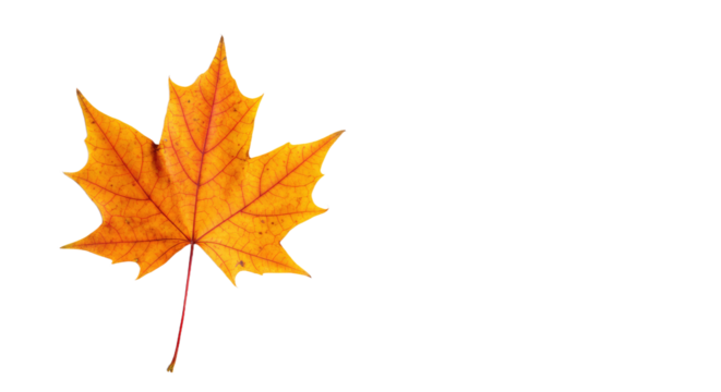 Single orange maple leaf isolated on white 14.