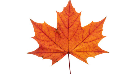 Fototapeta premium Single orange maple leaf isolated on white 15.