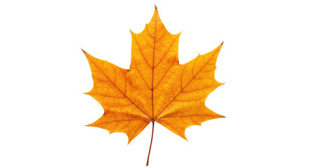 Fototapeta premium Single orange maple leaf isolated on white 17.