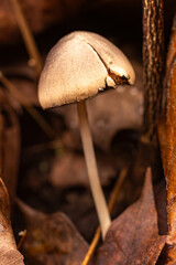 little brown muchroom