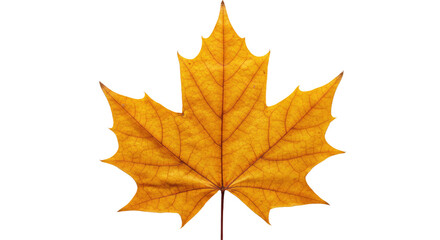 Obraz premium Single vibrant autumn maple leaf 1.