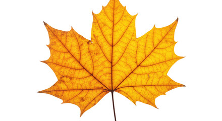Single vibrant autumn maple leaf.