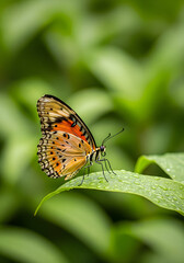 A close up of an orange and black butterfly on a leaf