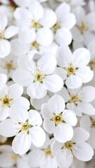 Close-up of many delicate white flowers