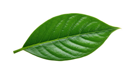 Obraz premium Single vibrant green leaf isolated on white 18.