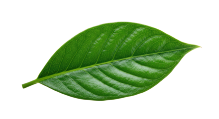 Single vibrant green leaf isolated on white 18.