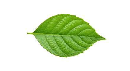 Obraz premium Single vibrant green leaf isolated on white 19.