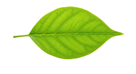 Obraz premium Single vibrant green leaf isolated on white 22.