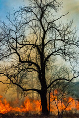 Prarie Burn Tree