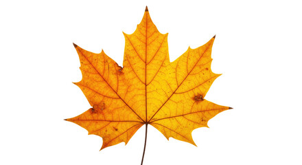 Fototapeta premium Single vibrant orange autumn maple leaf 1.