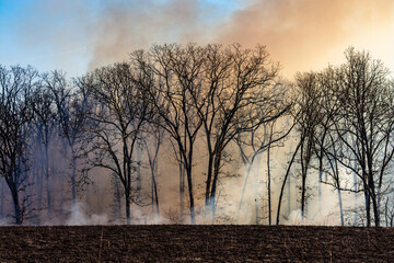 Tree Line Prarie Burn