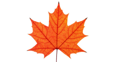 Obraz premium Single vibrant orange maple leaf autumn foliage 7.