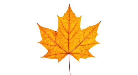 Fototapeta premium Single vibrant orange maple leaf autumn.