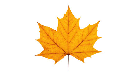Fototapeta premium Single vibrant orange maple leaf isolated 2.
