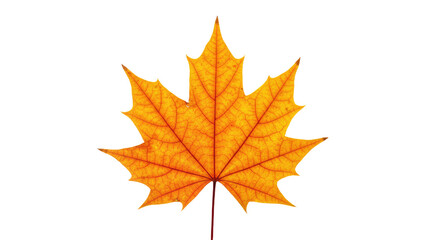 Fototapeta premium Single vibrant orange maple leaf isolated.