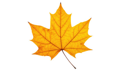 Fototapeta premium Single vibrant yellow maple leaf autumn foliage 6.