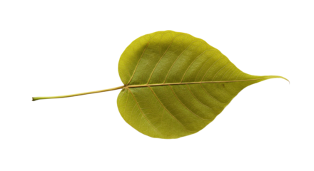 Single yellow leaf isolated on white background.