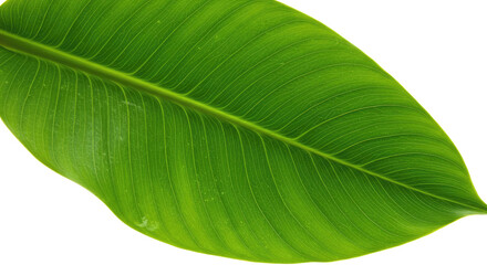 Vibrant Green Leaf Detailed Close Up.