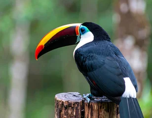 Fotobehang Toekan Colorful toucan perched on a log in a lush forest  © Tahu