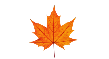 vibrant orange maple leaf autumn foliage 2.
