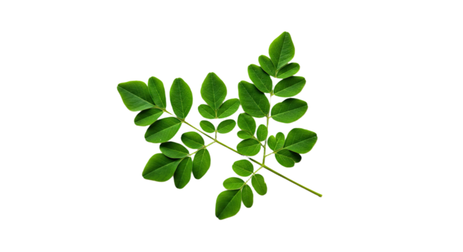 vibrant green moringa leaves branch sprig.