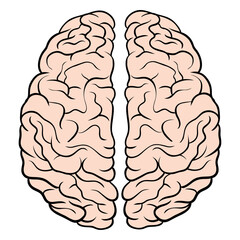 Human Brain Anatomy Vector