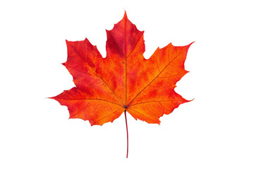 Fototapeta premium A leaf of a maple tree is shown in full color