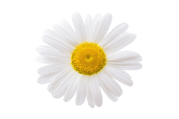 Fototapeta premium A white flower with yellow center