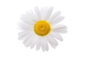 A white flower with yellow center