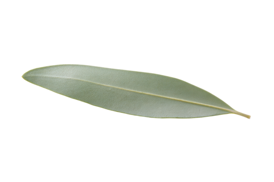 A leaf is shown on a white background