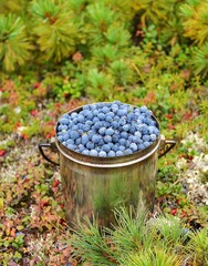 blueberries in a bucket