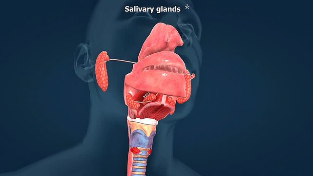 Salivary gland