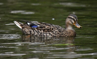 Uma linda marreca toicinho no lago do jardim do Museu da República - Catete - RJ
