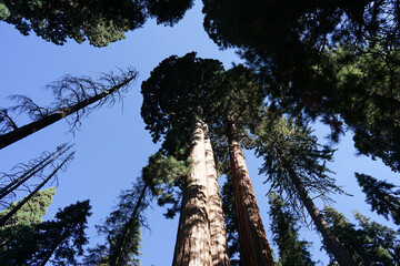 セコイア国立公園の大木