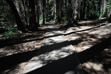 マイナスイオンの森を歩く