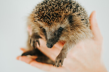 Forest hedgehog in palms on a light background.Hands Holding a European Hedgehog.Close-up of Hedgehog Held in Human Hands. Communication between people and animals.Keeping a forest hedgehog at home
