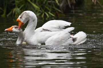 Um casal de gansos em acasalamento no lago do jardim do Museu da Rep&uacute;blica - Catete - RJ