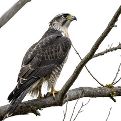 Majestic hawk perched on tree branch, observing surroundings with sharp, focused gaze
